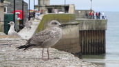 SX08686 Young Herring gull (Larus argentatus) on harbour wall.jpg